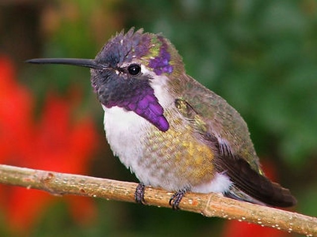 hummingbird medicine