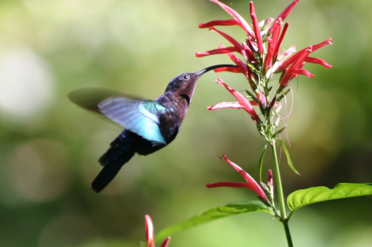 Hummingbird enjoying