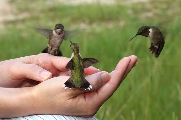 Hummingbirds touching you